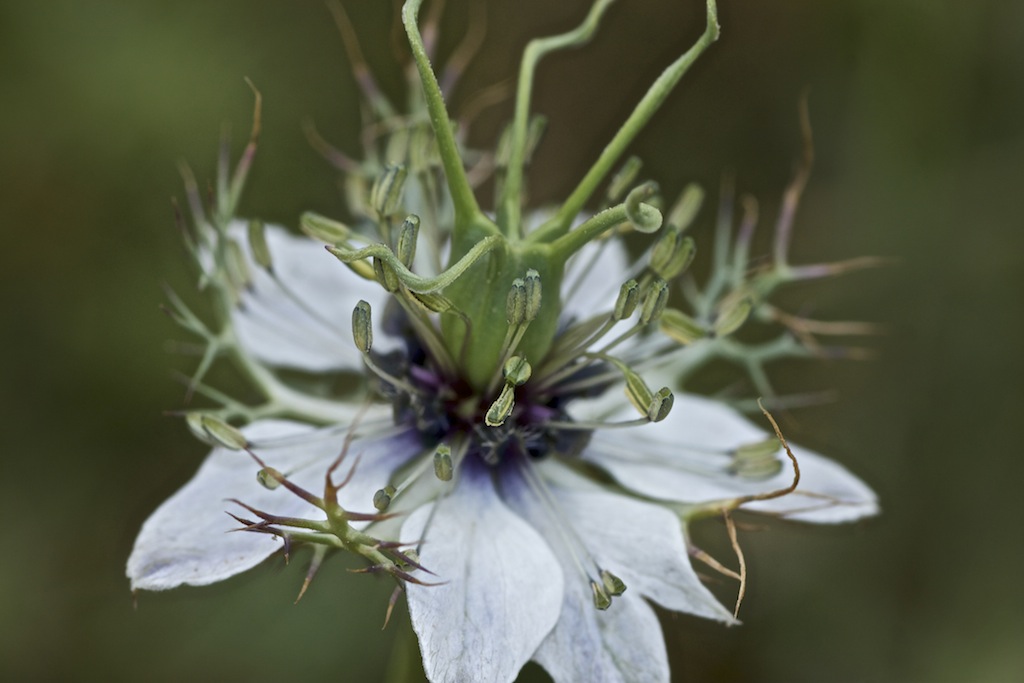 Nigella sativa = niger ?